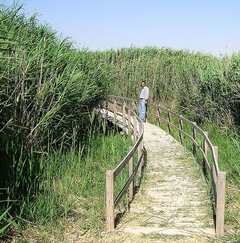 Spring birding at Azraq: a migration stopover for African-Eurasian flyway